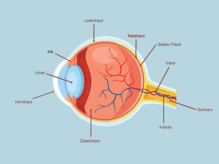 Grafik Das Auge