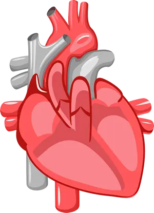 Illustration of a heart