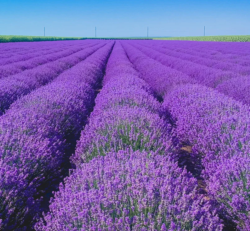 Новартис България
