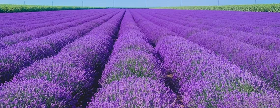 Новартис България