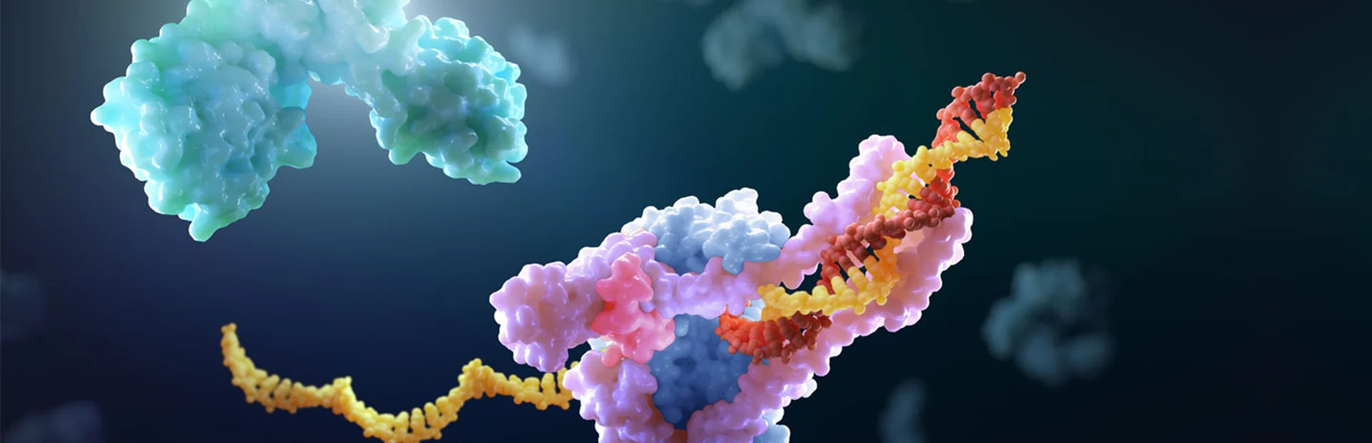 Visualisierung des Coronavirus bei der Multiplikation