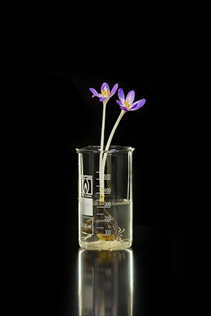 Die Heilpflanze Herbstzeitlose