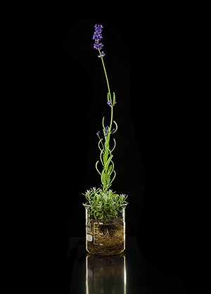 Die Heilpflanze Echter Lavendel