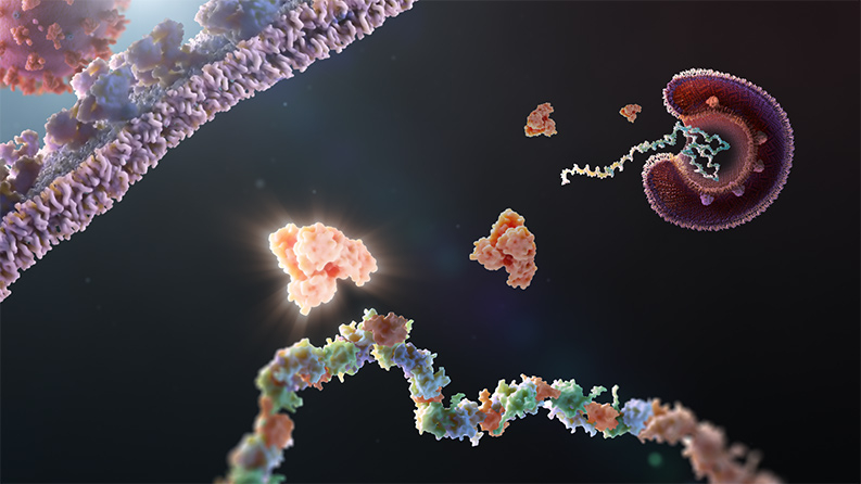 Ist der Replikationsmechanismus der Coronaviren ihre Achillesferse?