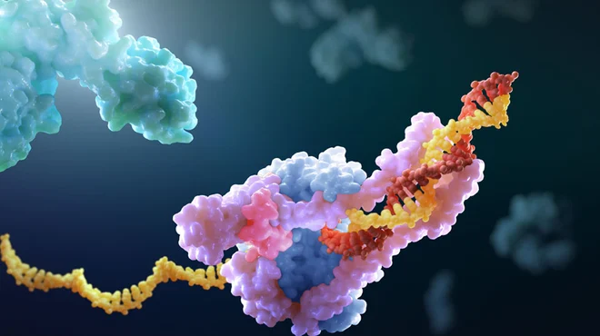 Visualisierung des Coronavirus bei der Multiplikation