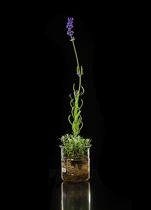 Lavande officinale