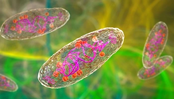 Illustration représentant une bactérie en transparence