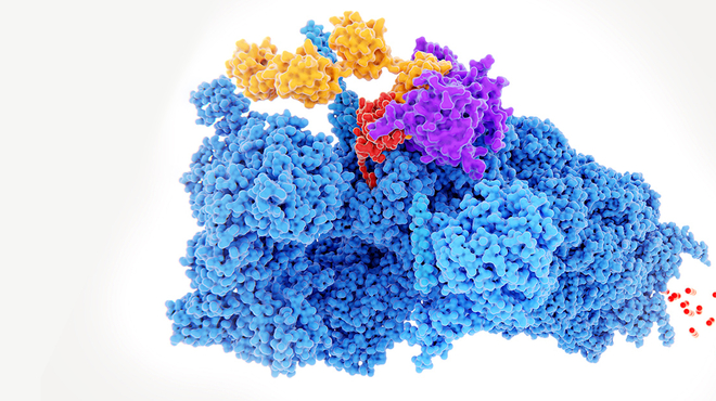 Die Targeted Protein Degradation Methode ermöglicht es Wissenschaftlern, krankheitsrelevante Proteine im Körper gezielt abzubauen