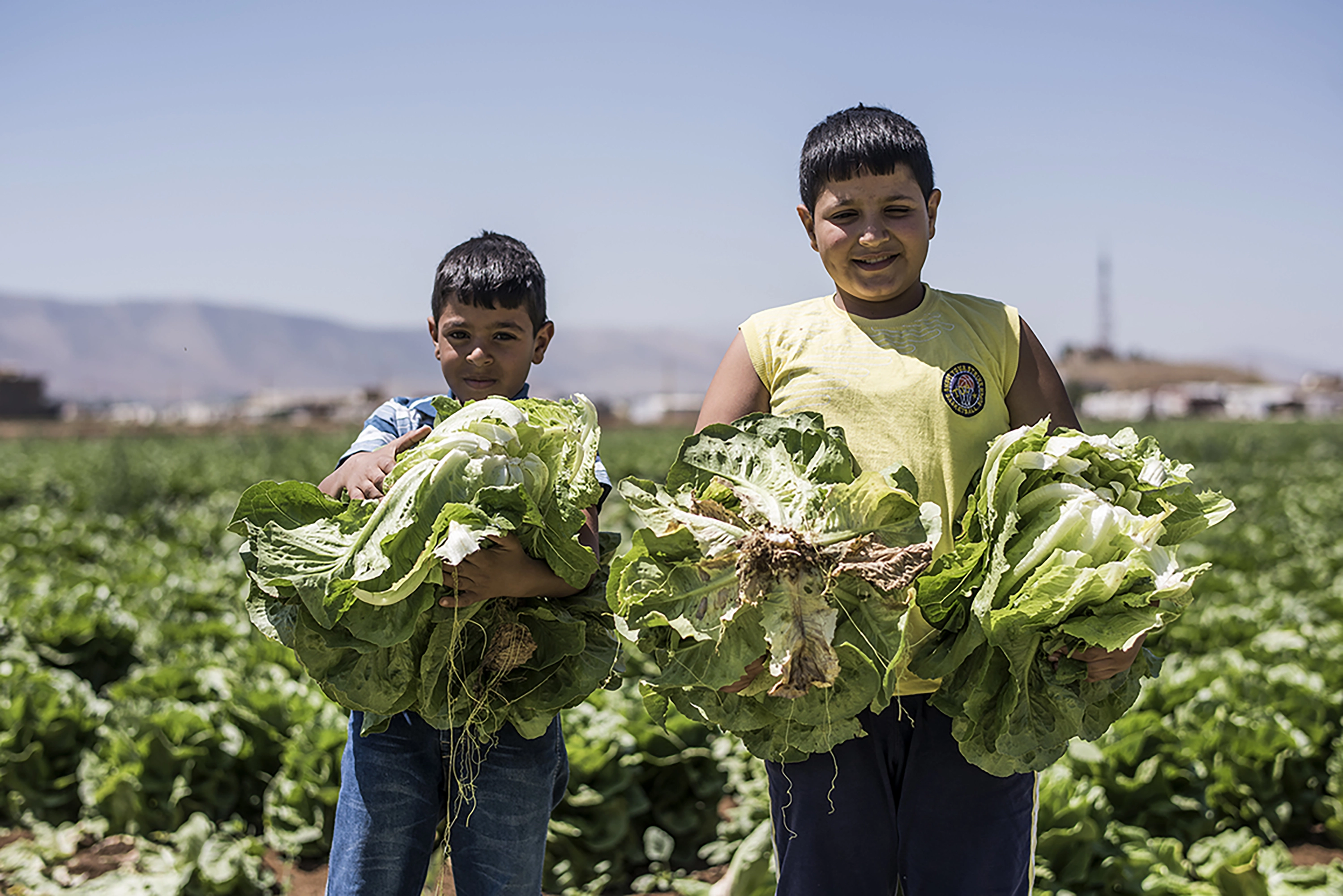 Programas locales-image