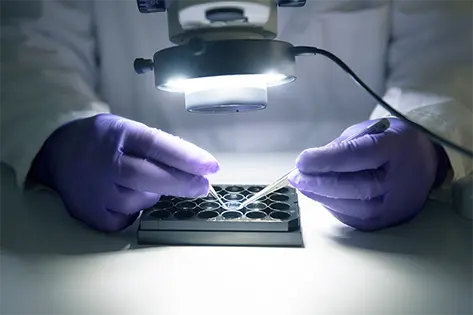 Nahaufnahme unter dem Mikroskop