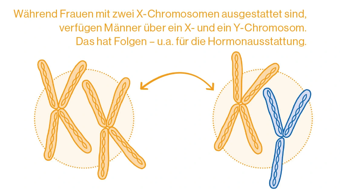 XX und XY Chromosomen