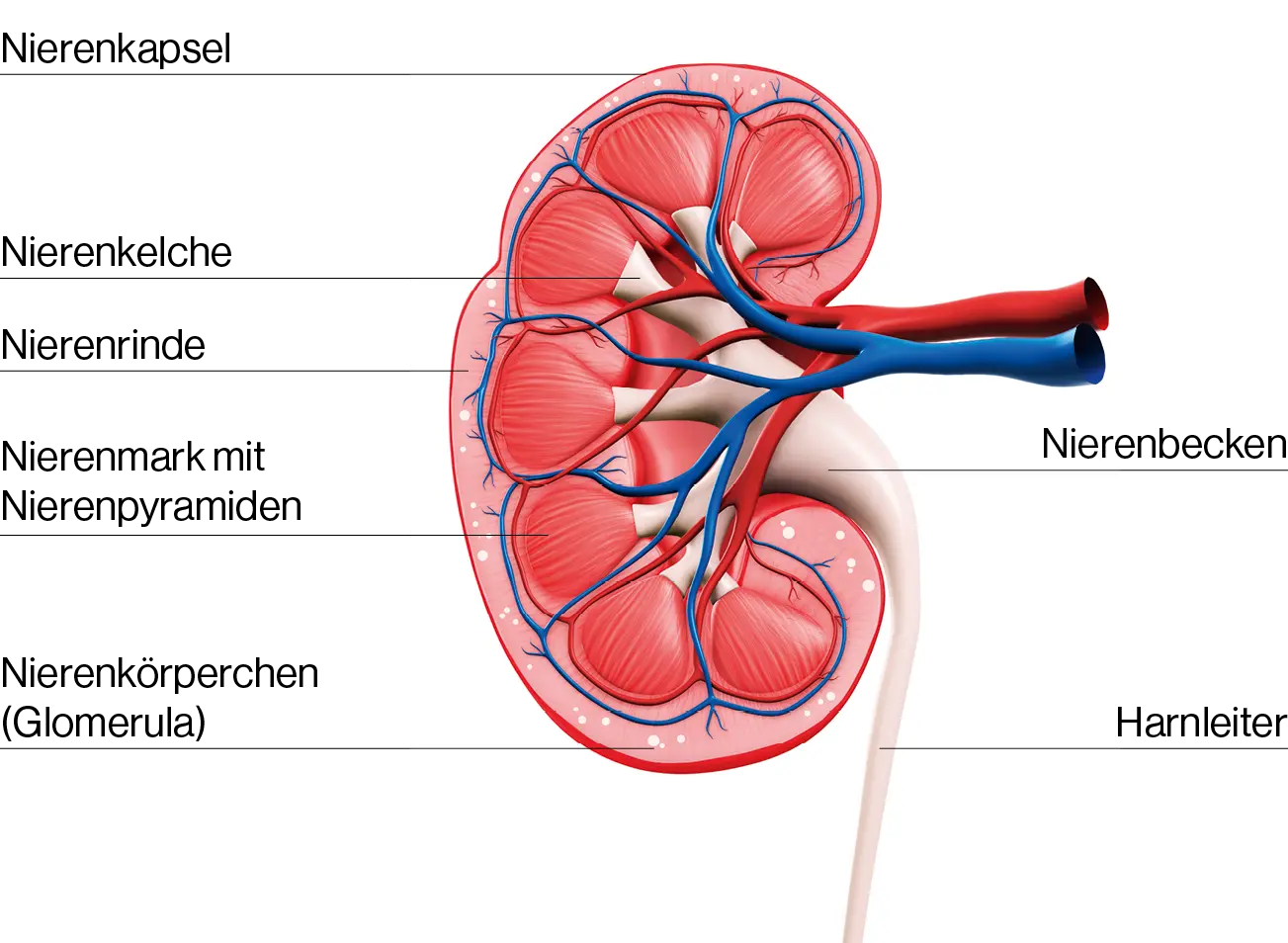 Die Niere – ein essenzielles Organ unseres Körpers | Novartis Deutschland