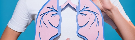 persona sujetando pulmones de papel