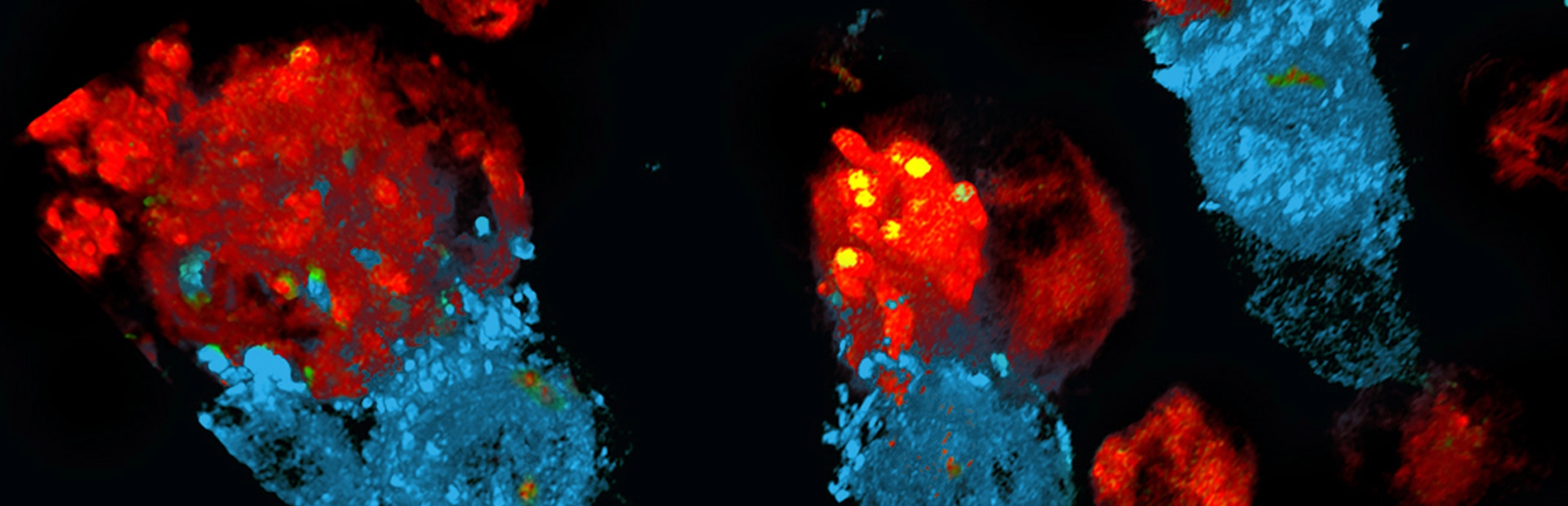 Cell and gene header banner