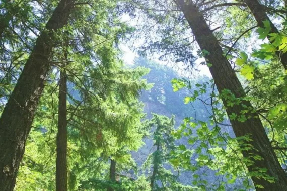 View of the sky through trees in a forest