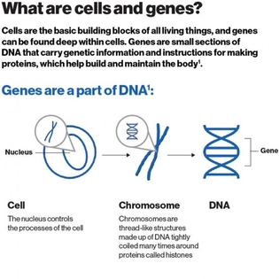 Cell & Gene Therapy
