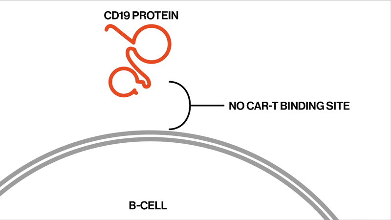CAR-T binding site changes