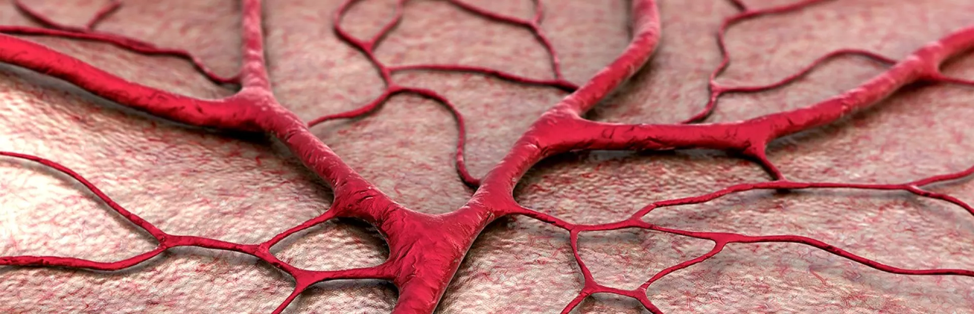 Capillary and blood vessels