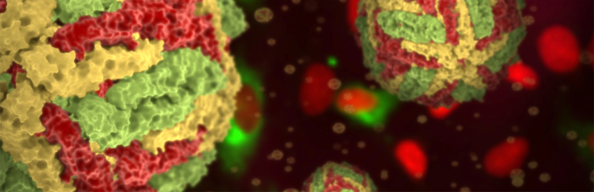 3D rendering of dengue virus