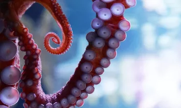 Close-up of an octopus tentacle.