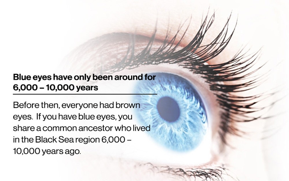 Eye fact 2