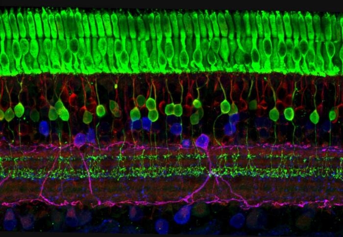 Layers of nerve cells of the retina