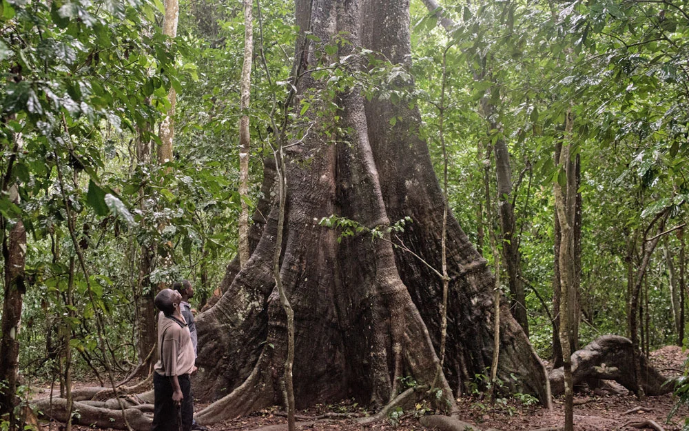 Mr. Ekuadzi is visiting the rainforest with Clifford Osafo Asare, an herbalist
