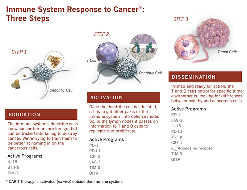 Immune System Response to Cancer: Three Steps - infographic image