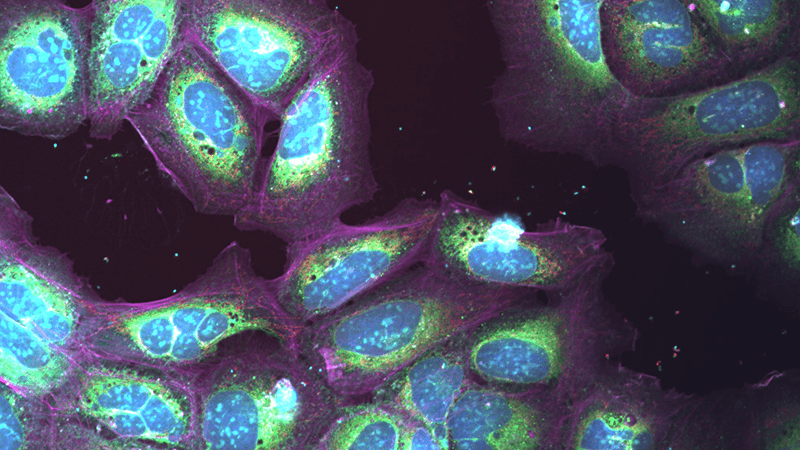 Cells develop multiple nuclei after treatment.