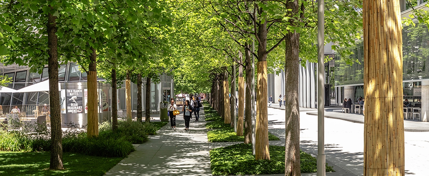 A tree-lined pathway on the Novartis Campus