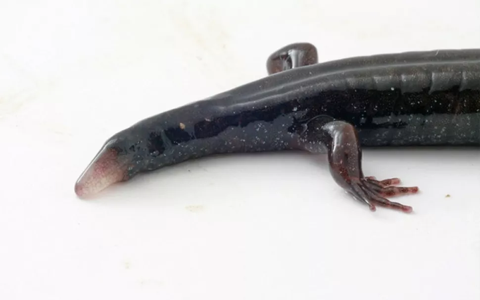 Salamanders are able to regenerate their tails and limbs.
