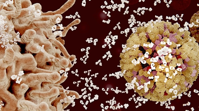 B-cells mount an attack B-cells mount an attack