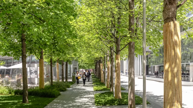 Pedestrian path with trees, Novartis Campus Basel