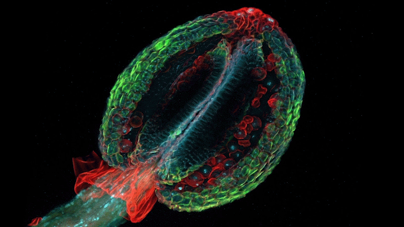 Arabidopsis thaliana