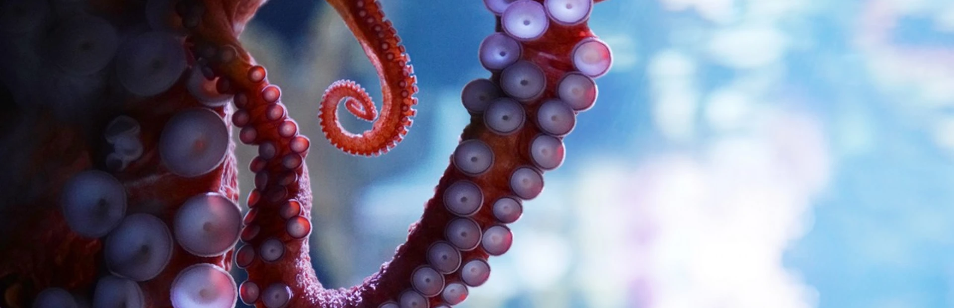 Close-up of an octopus tentacle.