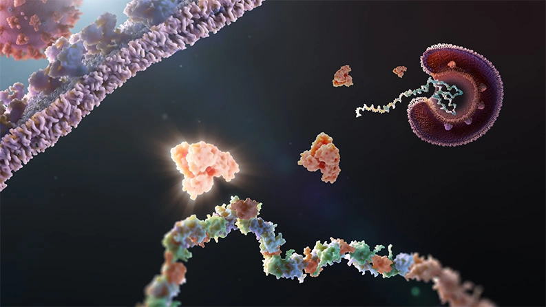 Achilles heel shared by coronaviruses