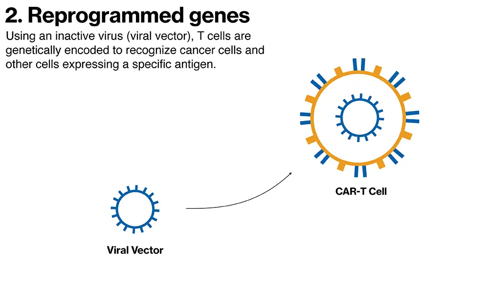 Reprogrammed genes