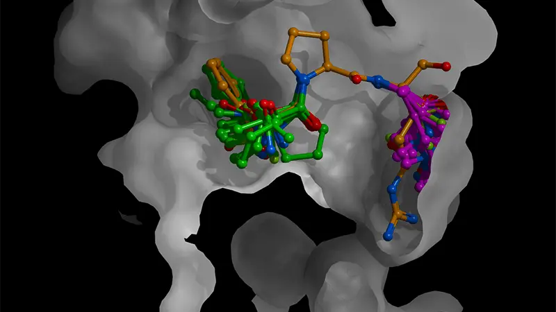 A compound’s features enable it to bind to a protein target.