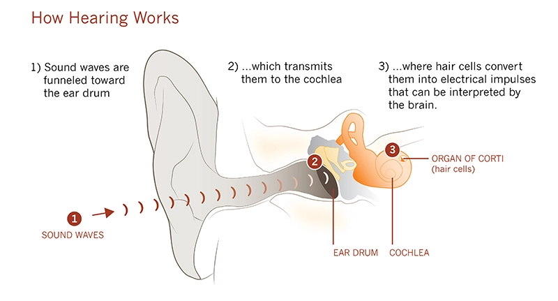 How hearing works