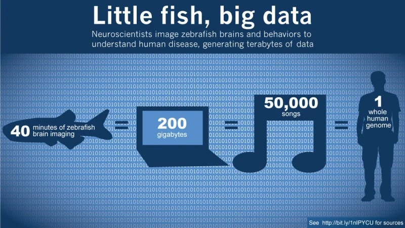 When tiny brains are best for brain research