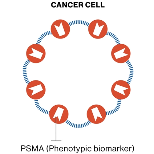 Prostate PSMA depiction
