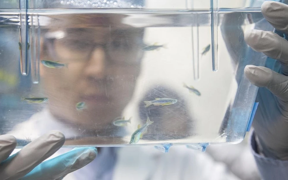 When tiny brains are best for brain research