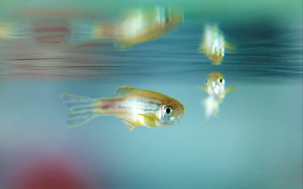 When tiny brains are best for brain research