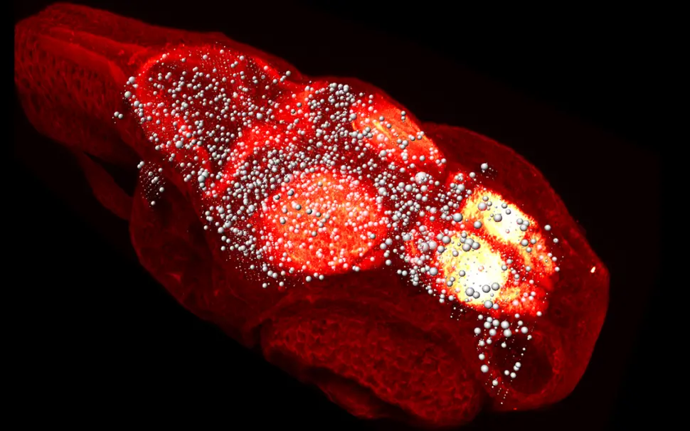 When tiny brains are best for brain research