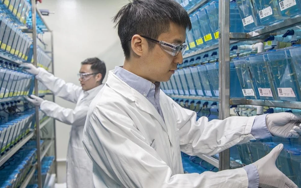 When tiny brains are best for brain research