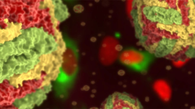 3D rendering of dengue virus