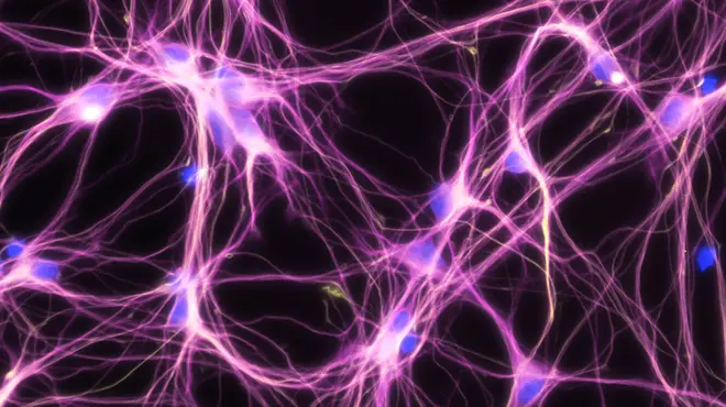 Neuron image from Novartis SciArt collection, courtesy of Alan Abrams