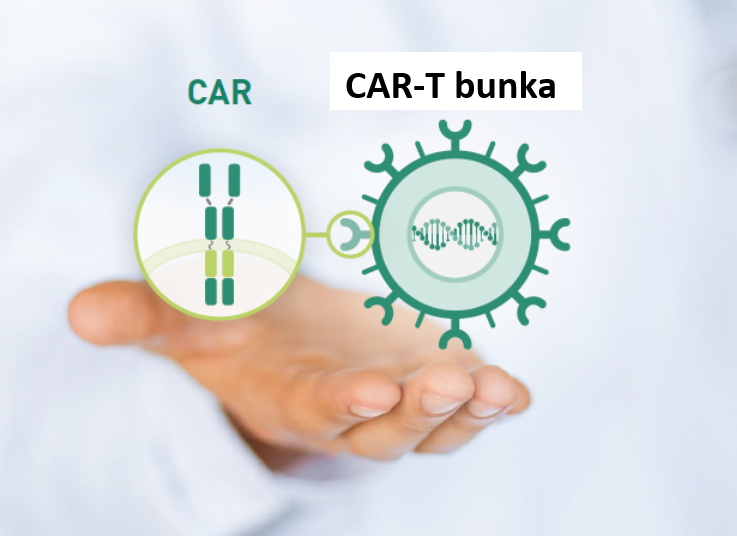 CAR-T bunka