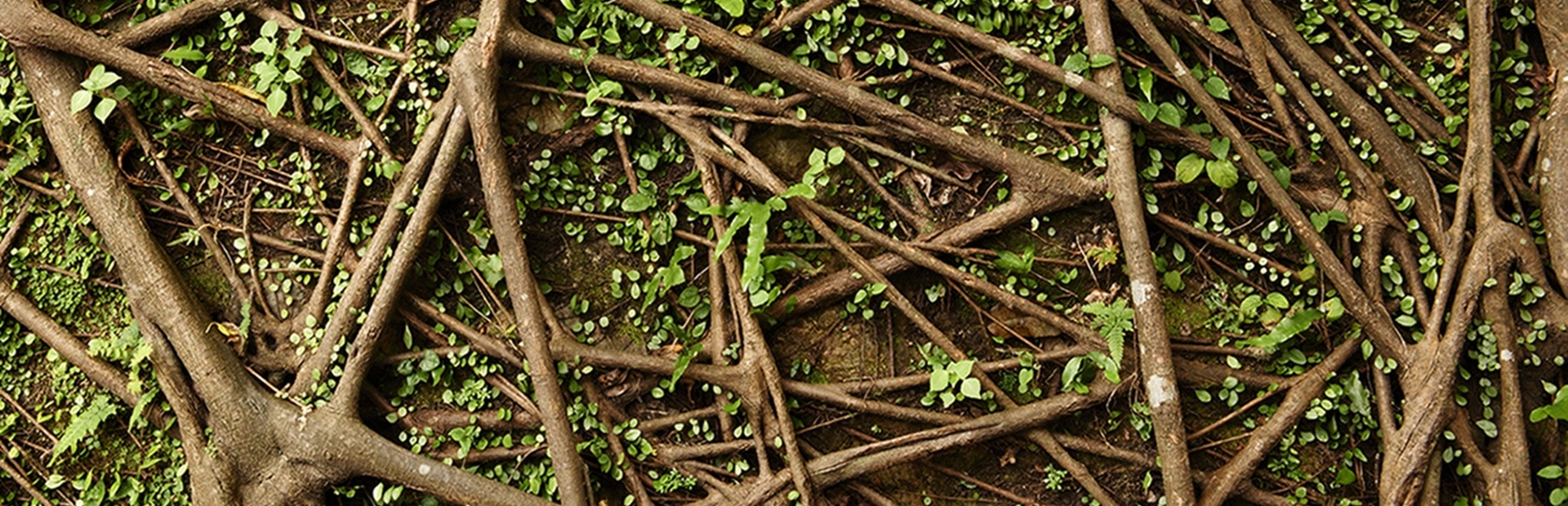 Network of brown tree roots with green leaves