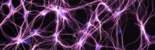 neural web